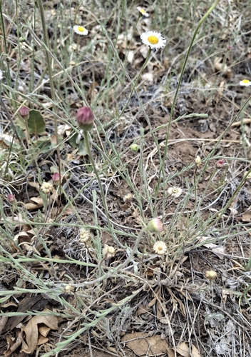 running fleabane