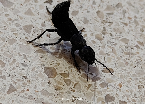 Devil's Coach Horse Beetle