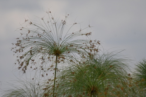 Papyrus sedge
