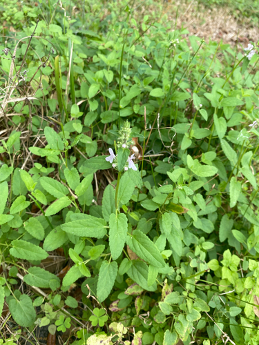 Stachys floridana, photograph 6