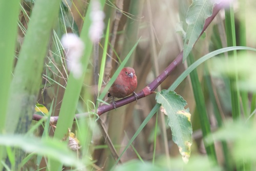 Red-billed Firefinch