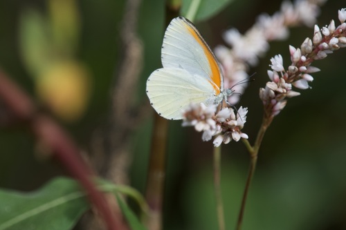 Marsh Dotted Border