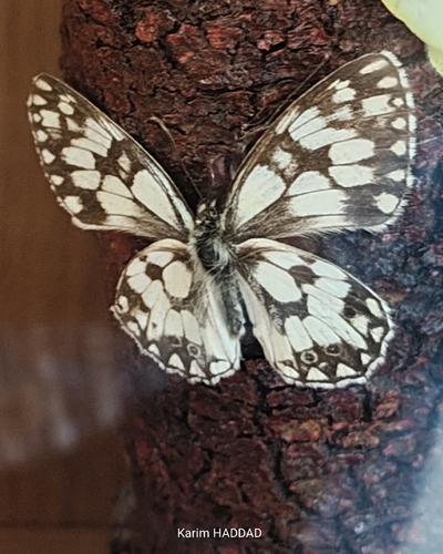 Moroccan Marbled White