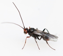 Dinocampus coccinellae paralysis virus