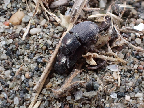 Blapstinus metallicus