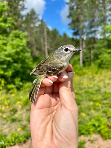Blue-headed Vireo