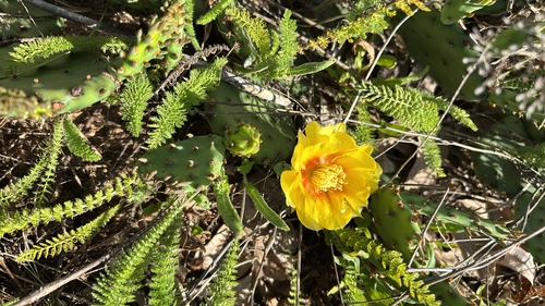 iNaturalist observation photo of Eastern Pricklypear
