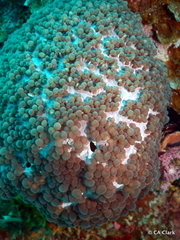 Physogyra lichtensteini