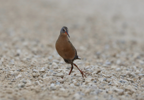 Virginia Rail