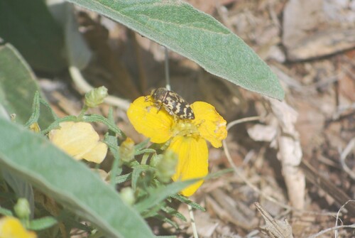 Acmaeodera mixta