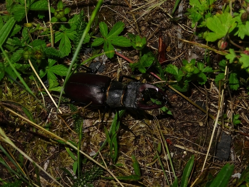 European Stag Beetle