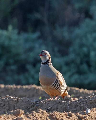 Barbary Partridge