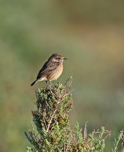 European Stonechat
