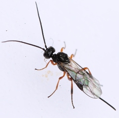 Diospilus