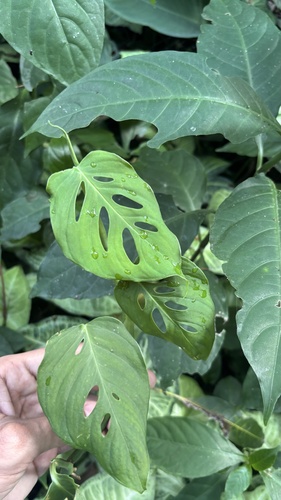 Swiss cheese-plant