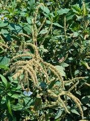 author not stated, no rights reserved Amaranthus spinosus, photograph author not stated, no rights reserved