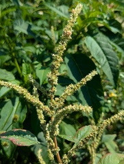 Amaranthus spinosus, photograph author not stated, no rights reserved