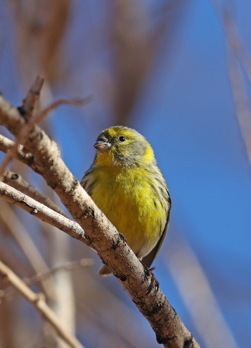 European Serin