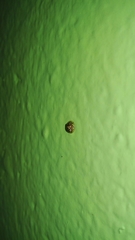 Charidotis auroguttata