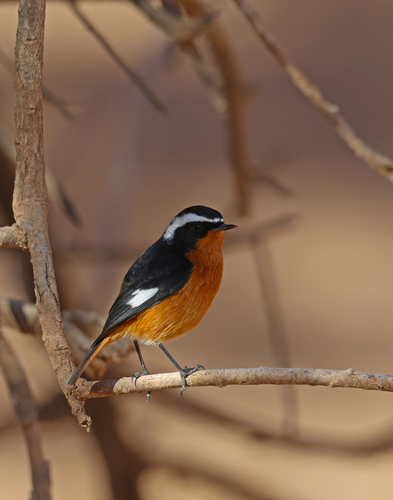 Moussier's Redstart