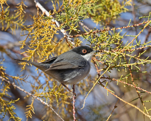 Sardinian Warbler