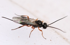 Diospilus