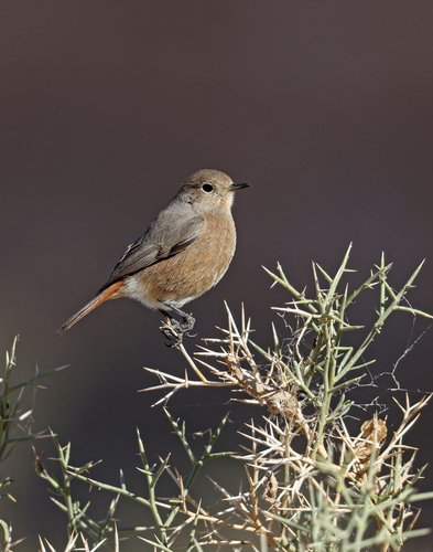 Moussier's Redstart