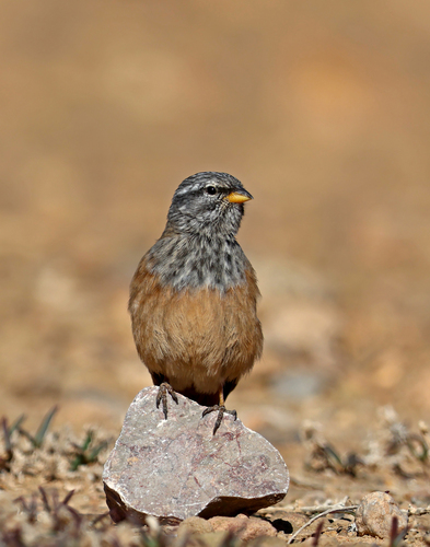 House Bunting