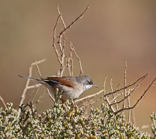 Spectacled Warbler