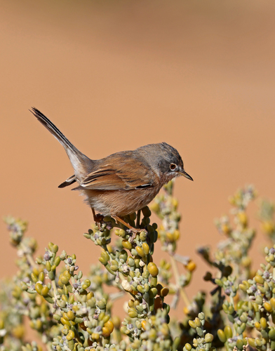 Tristram's Warbler