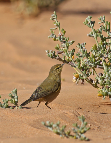 Common Chiffchaff