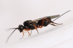 Diospilus