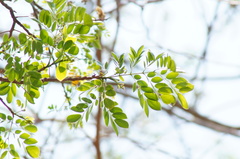 Albizia occidentalis