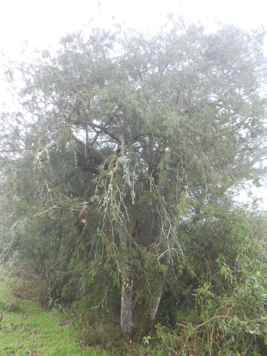 Podocarpus parlatorei, photograph 3