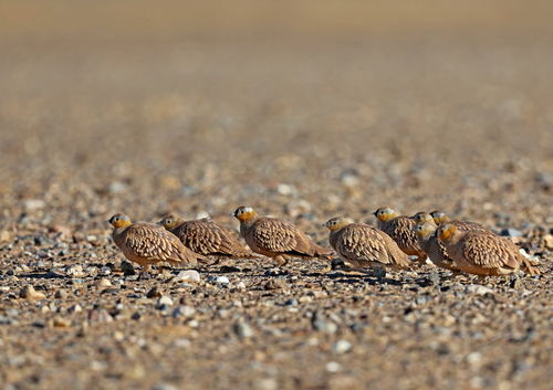 Crowned Sandgrouse