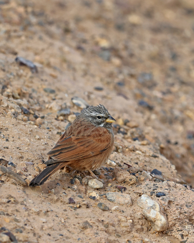 House Bunting
