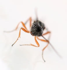 Diospilus