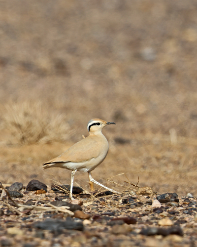 Cream-coloured Courser