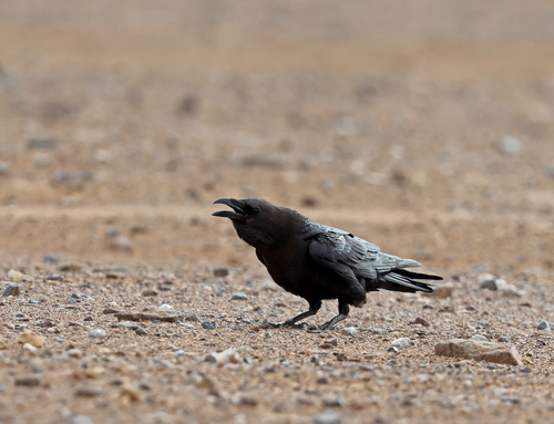 Brown-necked Raven