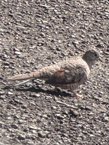 Inca Dove
