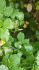 Tetragnatha