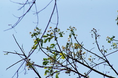 Albizia occidentalis