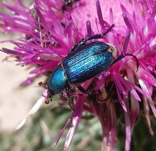 Glaphyrus maurus