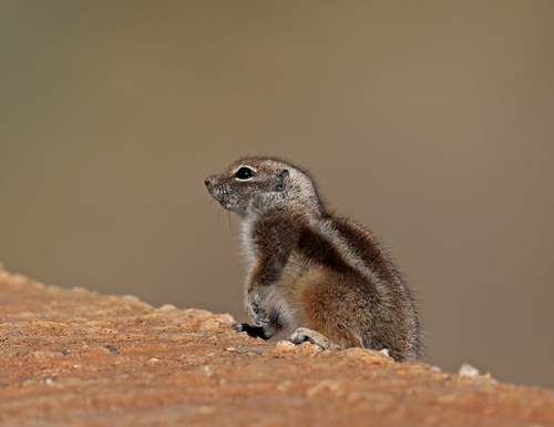 Barbary Ground Squirrel