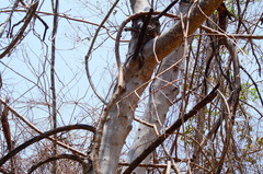 Albizia occidentalis