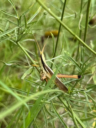 Two-striped Mermiria