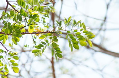 Albizia occidentalis