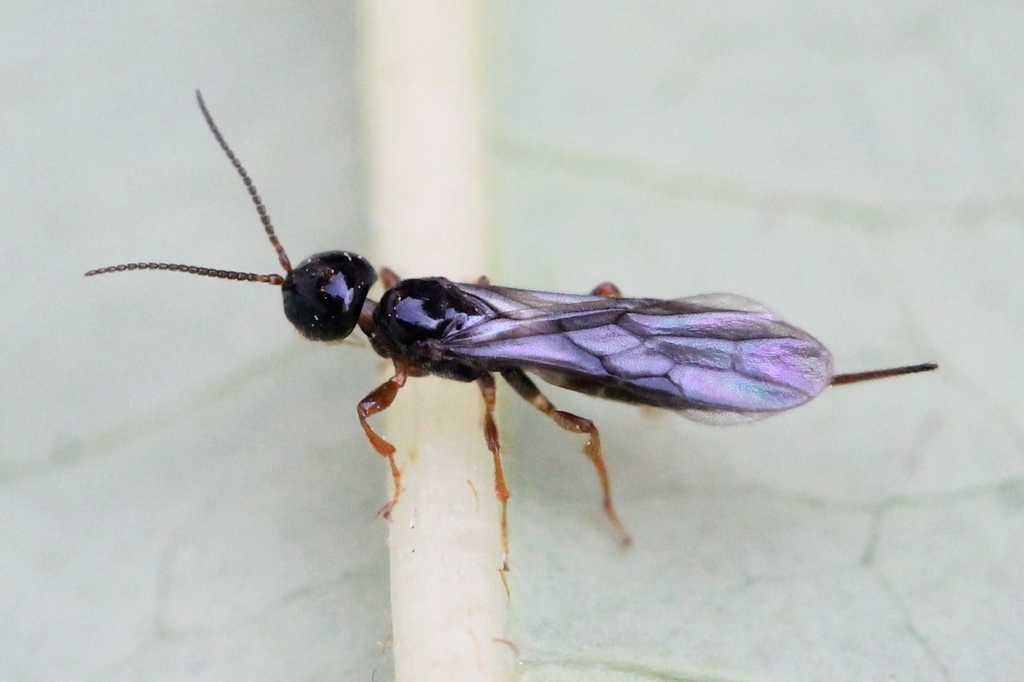 Histeromerinae