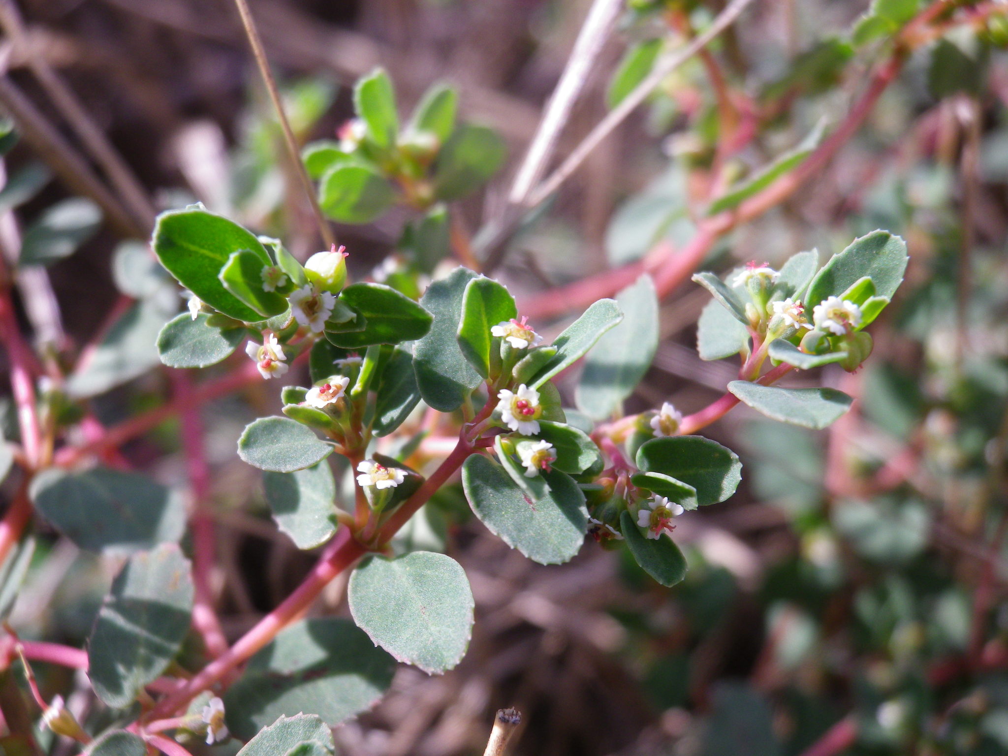 Euphorbia adenoptera ssp. canescens