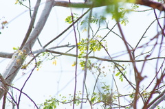 Albizia occidentalis